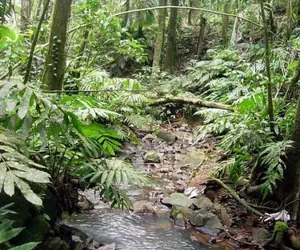 Photo 5 - Serenity Rainforest Retreat