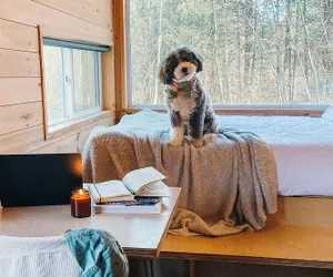 Photo 3 - Postcard Cabins Piney Woods, Outdoor Collection by Marriott Bonvoy