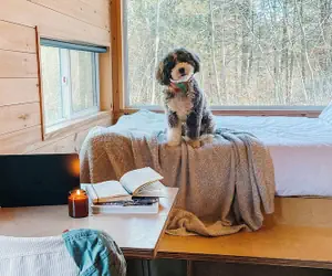 Photo 2 - Postcard Cabins Big Bear, Outdoor Collection by Marriott Bonvoy