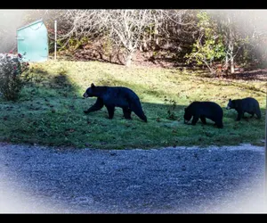 Photo 2 - 10 Mins to Downtown Gatlinburg~HotTub~Rockytop