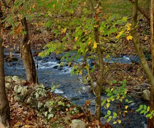 Photo 2 - Jon's Pond on Cosby Creek
