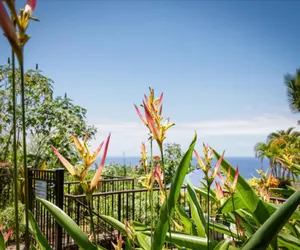 Photo 4 - Kona Westwind #1