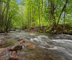 Photo 3 - Elk Rapids on Cosby Creek
