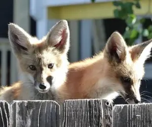 Photo 4 - The Fox Den on French St