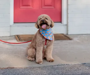 Photo 2 - The Little Lion