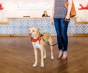 Photo 3 - Hotel Adeline, Scottsdale, a Tribute Portfolio Hotel