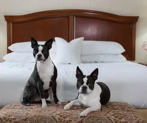 Photo 2 - Rogue Regency Inn Medford Airport