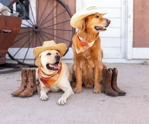 Photo 4 - Fairmont Scottsdale Princess