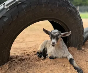 Photo 5 - Dazeoff Too - Pet Friendly Suite 1 Bedroom Hotel Room by The Lodges at Fossil Creek