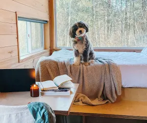 Photo 3 - Postcard Cabins Hill Country, Outdoor Collection by Marriott Bonvoy