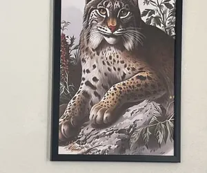 Photo 2 - The Bobcat