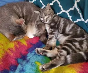 Photo 4 - The One Cat B&B