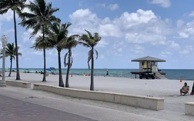 Hollywood Beach Seagull