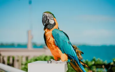 Hyatt Centric Key West Resort and Spa