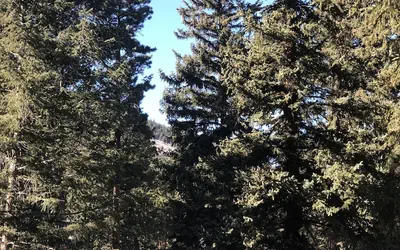 Ponderosa Lodge