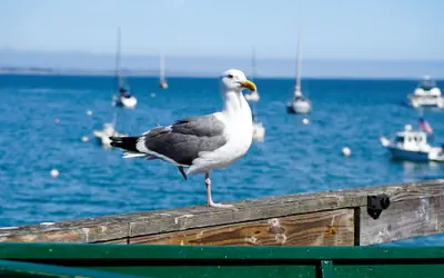 Capitola Hotel
