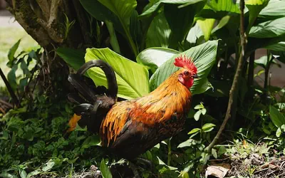 Hawaiian Sanctuary