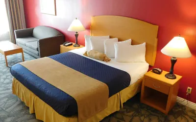 Photo 4 - City Express by Marriott Placentia Anaheim