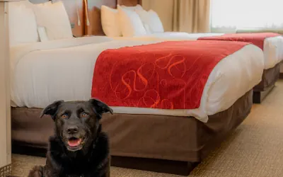 Photo 5 - Comfort Suites Springfield-Eugene