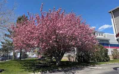 Hyannis Host Inn