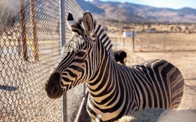 Photo 5 - Zebra Ranch 2-br Tiny Home Mtn View Trails Brbq