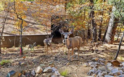 Photo 4 - Ponderosa Hideaway 4-br Cabin Mtn View Trails Brbq
