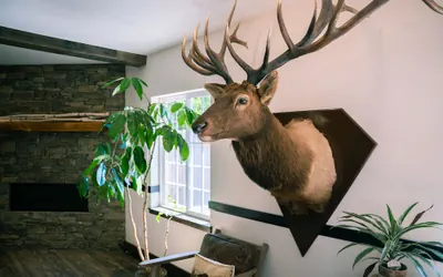 Photo 3 - Blue Elk Inn