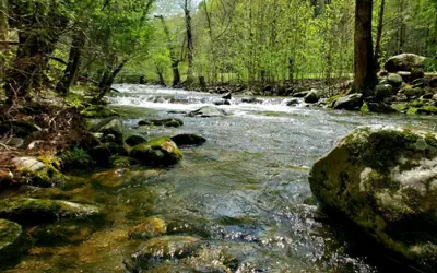 Elk Run On Cosby Creek