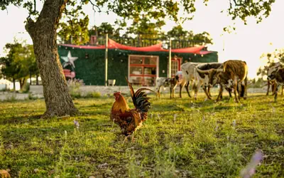 Best Little Fredericksburg Bed and Breakfast Unit2