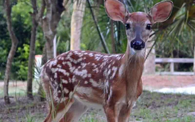 Newly Updated Poolside Studio Steps From Beach, Sandbar, & Tennis