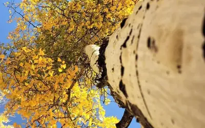 Grand Cloudcroft Hotel