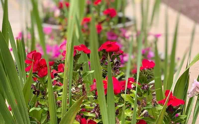 Clarion Inn Sierra Vista near Ft. Huachuca