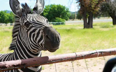 Zebra Refuge Cottage-wild Unique Prescott Stay