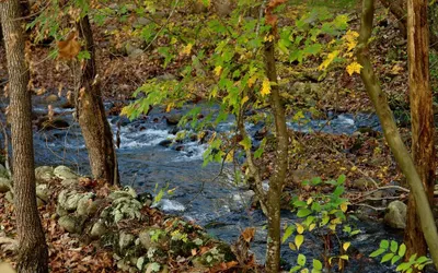 Jon's Pond on Cosby Creek