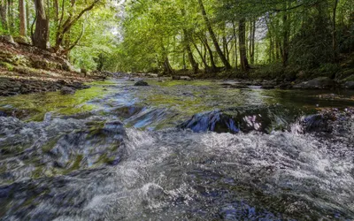 Whispering Creek