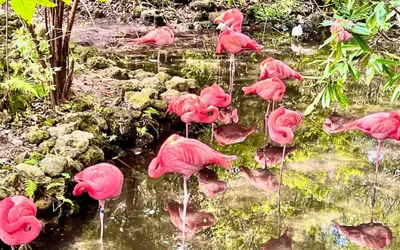 Flirty Flamingo
