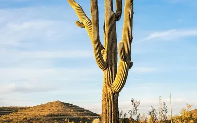 Sonesta Simply Suites Avondale