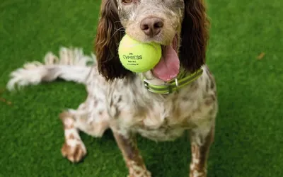 Sol Cypress San Antonio; Marriott Tribute Portfolio