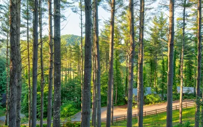 Heritage Hill Cabins