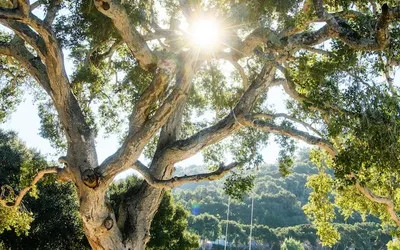 Carmel Valley Ranch, in The Unbound Collection by Hyatt