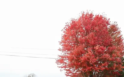 The Bellefonte Campground