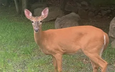 Poconos Hideaway - Woods & Wildlife