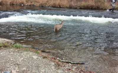 Lofted Pines Hot Tub Foosball Air Hockey