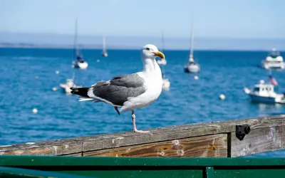 Capitola Hotel