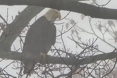 Photo 3 - Eagles Nest At Heron Hill Retreat Hot Tub on Lake!