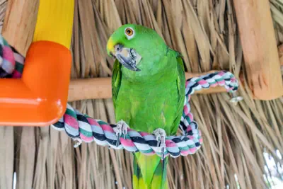 Photo 5 - Best Western Plus Beach Resort