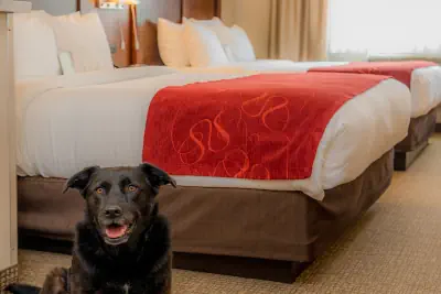 Photo 5 - Comfort Suites Springfield-Eugene