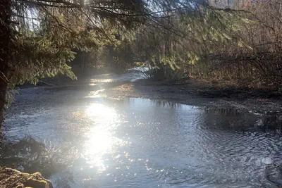 Photo 2 - Bear Bottoms at Salmon Creek