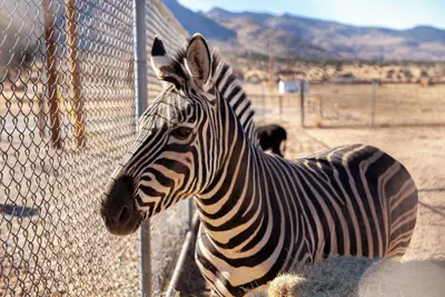 Photo 5 - Zebra Ranch 2-br Tiny Home Mtn View Trails Brbq