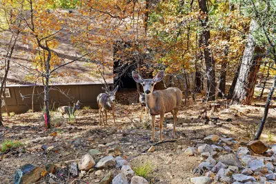 Photo 4 - Ponderosa Hideaway 4-br Cabin Mtn View Trails Brbq